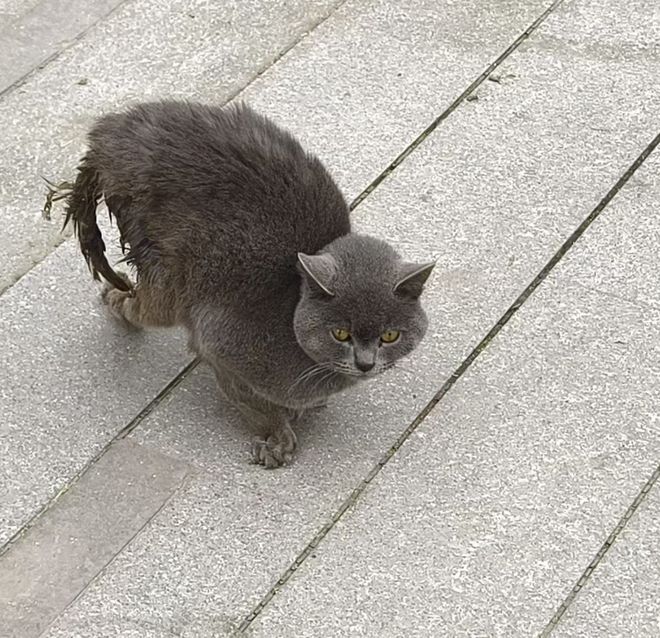 到一只奇形怪状的蓝猫结果真相是…九游会网址是多少太造孽了！网
