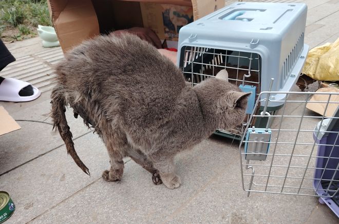 到一只奇形怪状的蓝猫结果真相是…九游会网址是多少太造孽了！网上刷(图8)