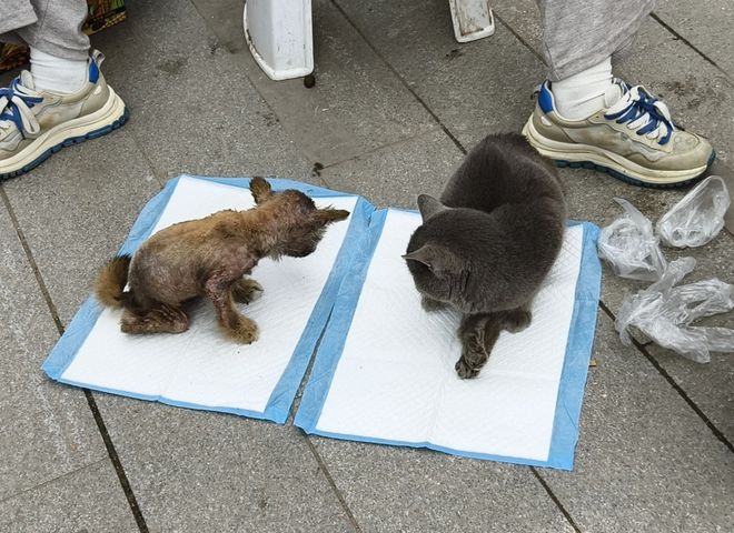到一只奇形怪状的蓝猫结果真相是…九游会网址是多少太造孽了！网上刷(图9)