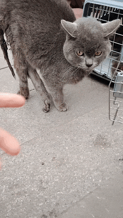 到一只奇形怪状的蓝猫结果真相是…九游会网址是多少太造孽了！网上刷(图12)