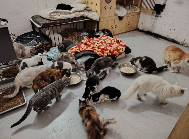 到一只奇形怪状的蓝猫结果真相是…九游会网址是多少太造孽了！网上刷(图10)