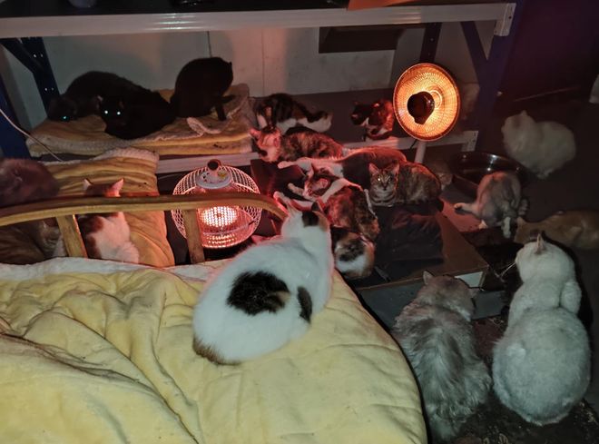 到一只奇形怪状的蓝猫结果真相是…九游会网址是多少太造孽了！网上刷(图11)